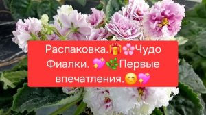 ЧУДО-ФИАЛКИ.🌸💖 ПЕРВЫЕ ВПЕЧАТЛЕНИЯ. 🍀🌸ОБЗОР.🎁 ПЕРЕСАДКА.🌿🌷 БАЛТАЛКА😉.