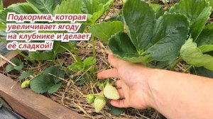 Подкормка клубники в июне: чем удобрять для налива ягоды (калий, фосфор, органика)