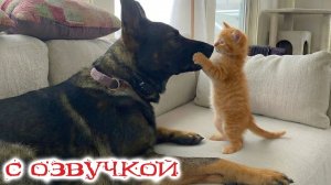 Смешные Коты и Собаки Улетная Озвучка Животных 2026🤣Приколы с котами