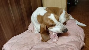 Бассет: истинные девочки едят только на РОЗОВОМ!