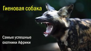 🐺Самые успешные охотники Африки🐾 Выжившие вопреки всему