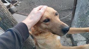 Оранжевый пёс