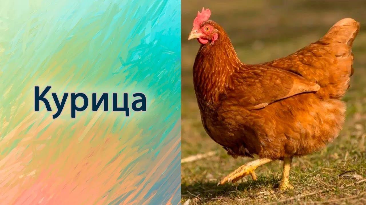 Курица