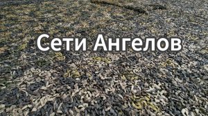 Сети Ангелов