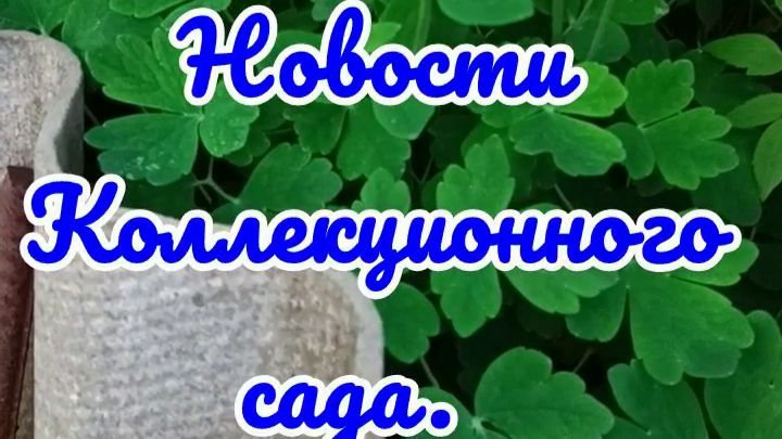 23.05.26 г. Новости Коллекционного сада. Аквилегия винка. смотреть онлайн