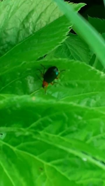 Жужелица Lebia chlorocefala смотреть онлайн