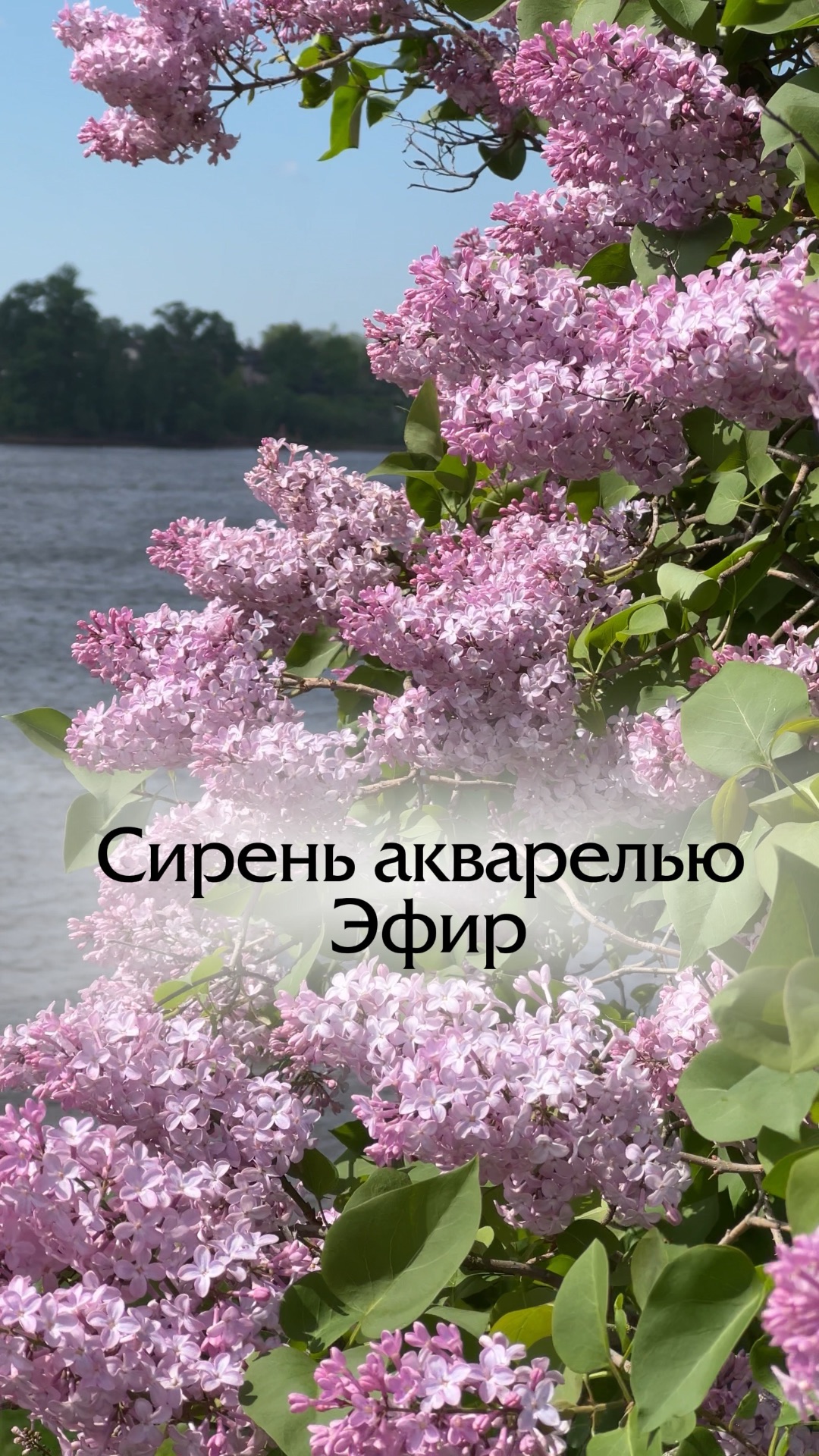 Весна в Петербурге — это волны сирени и кружево шиповника