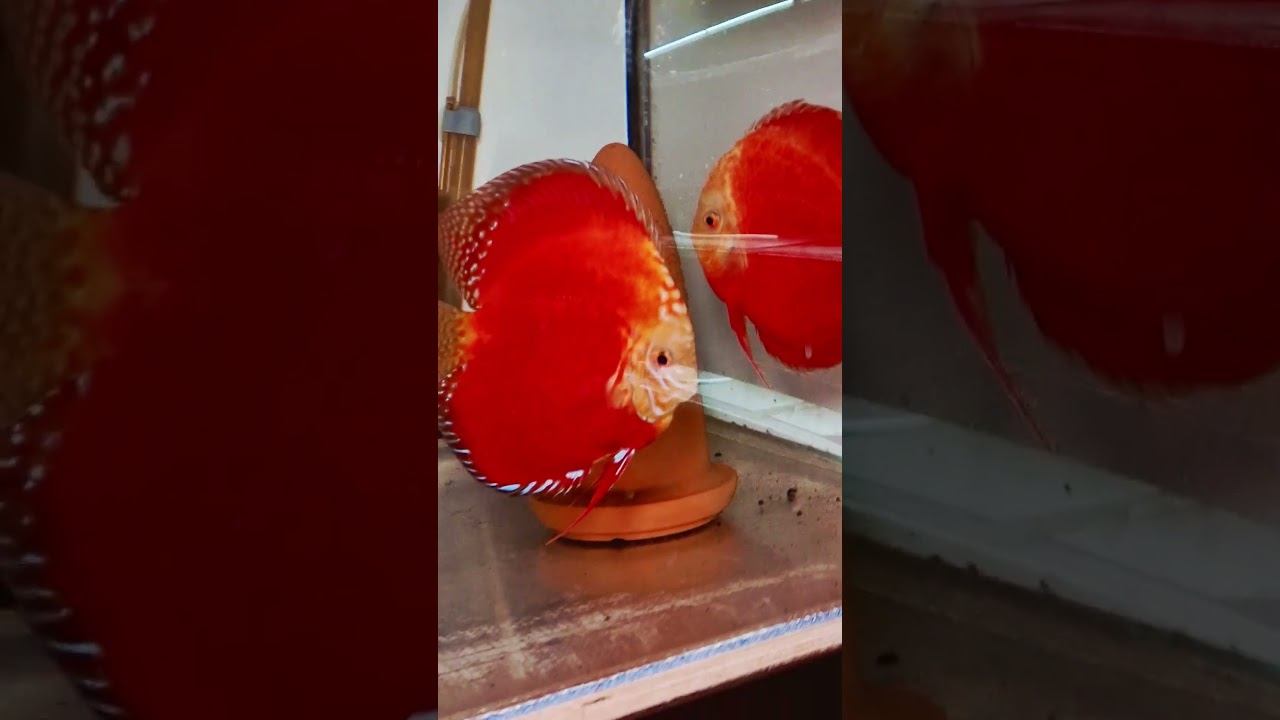 Кристалл!      Немного о дискусах!