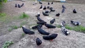 ГОЛУБИ🕊️ВЕЧЕРНИЙ РЕПОРТАЖ📹ДОНЕЦК, ДНР 📞+79494406619