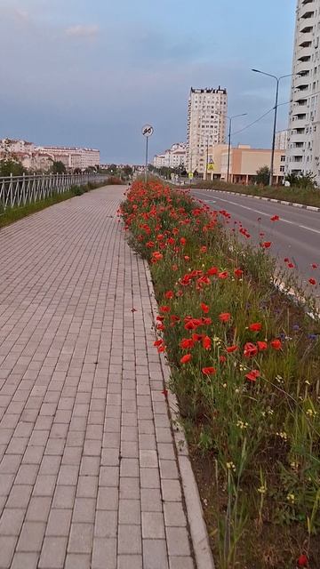Маки в Крыму смотреть онлайн