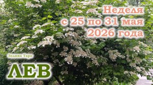 ЛЕВ | ТАРО прогноз на неделю с 25 по 31 мая 2026 года