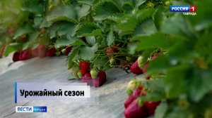 Любители крымских ягод и фруктов в ожидании сезона: местная клубника на прилавках уже давно