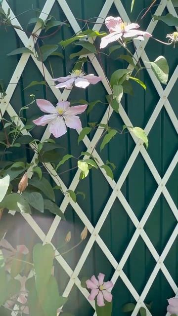 Клематис Ай Нор с пионом🌸🌼🌸🌼🌸