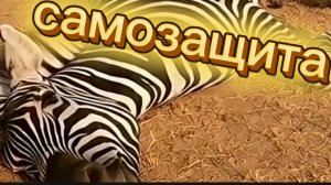 КОГДА ДОБЫЧА ОКАЗЫВАЕТСЯ ХИТРЕЕ | УДИВИТЕЛЬНЫЕ СПОСОБЫ САМОЗАЩИТЫ