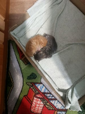 мир денди в реально