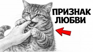 16 Вещей, которые Кошки Любят БОЛЬШЕ Ласки! (срочно сделай)