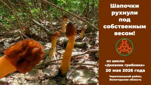 Шапочки рухнули под собственным весом! «Дневник грибника»,  20 мая 2026 года
