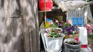 Высадила в кашпо растения, купленные на ,,блошином рынке,, Это только начало.