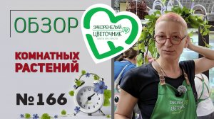 Распаковка: новинки, разные фикусы, папоротники, пальмы, розы, хризантемы, разговоры обо всем №166