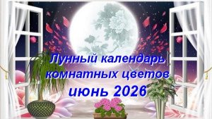 Лунный календарь комнатных растений и цветов на июнь 2026 года