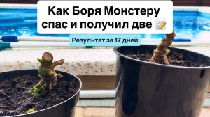Спас монстеру оставшуюся без листьев и получил две. Отчет результата за неполных три недели