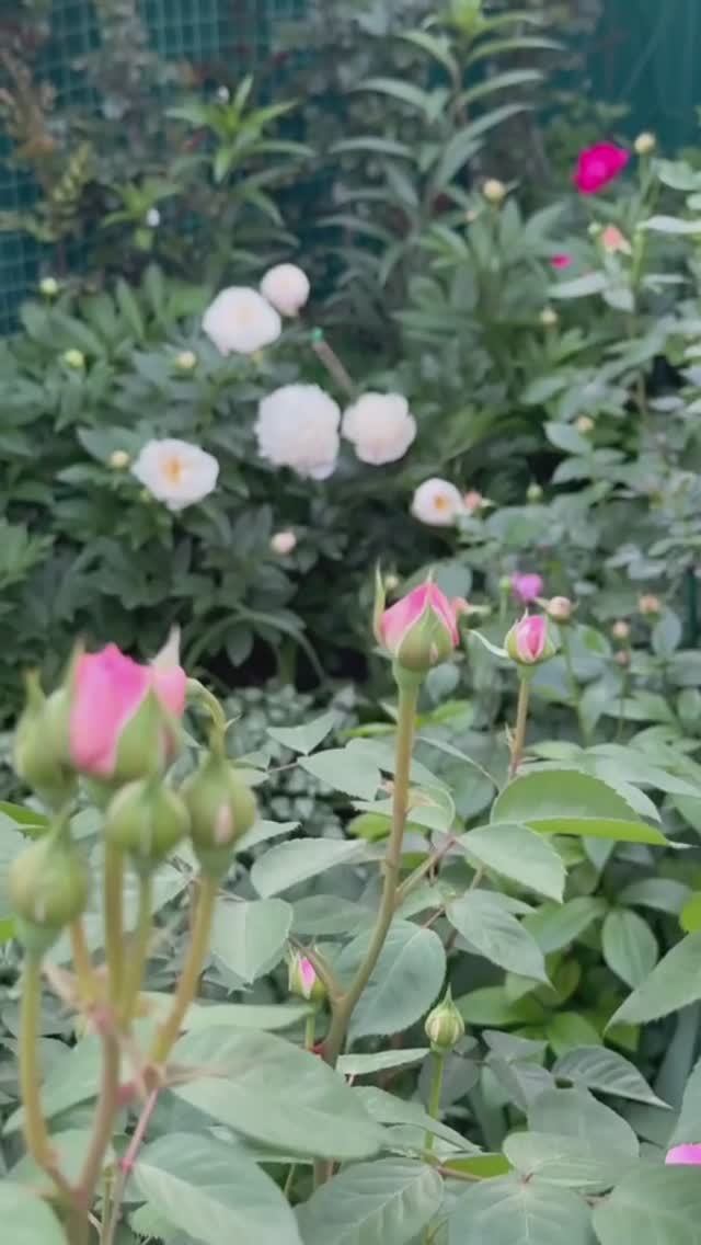 Сад зацветает🌸🌿🌸🌿🌸 смотреть онлайн