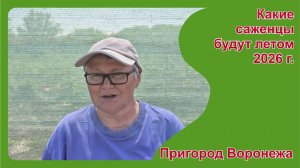 Какие саженцы будут летом 2026