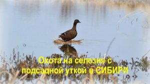 Охота на селезня с подсадной уткой  в СИБИРИ