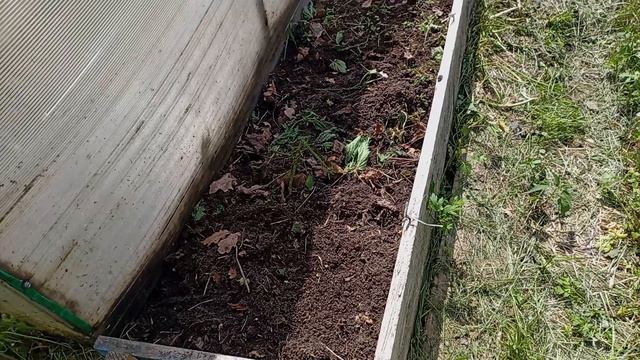 Выполола смородину и крыжовник. Томаты и огурчики на старом участке.