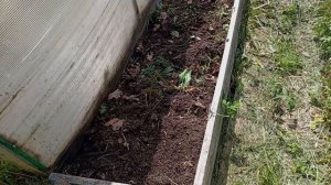 Выполола смородину и крыжовник. Томаты и огурчики на старом участке.