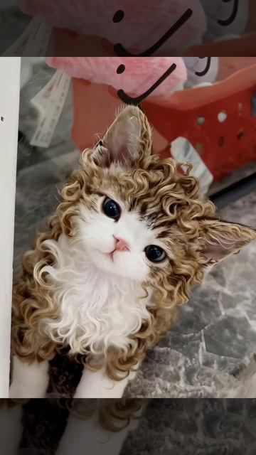 Какая кудряшка)))