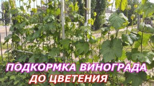 Подкормка винограда до цветения под корень по 3 фазе.