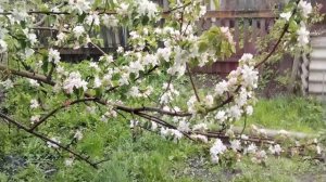 Погода не радует. Купила саженцы.🌱