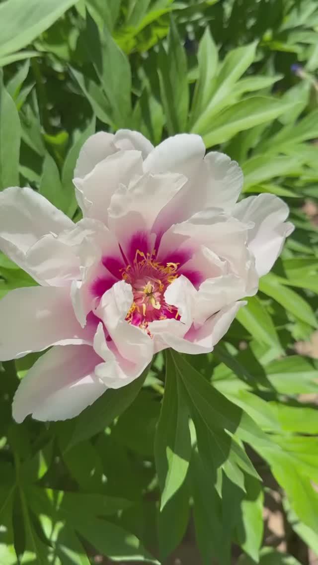 Кора Луиза🌸✨🌸✨🌸 смотреть онлайн