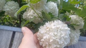 Бульденеж.