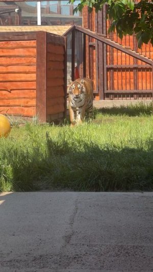 Красавицы