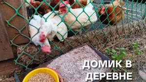 Незаменимая вещь от куриных паразитов
