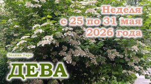 ДЕВА | ТАРО прогноз на неделю с 25 по 31 мая 2026 года