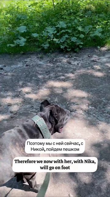 ОТ ДОМА ДО РЕЧНОЙ ГЛАДИ. 3 ЧАСТЬ. Наши приключения с Никой