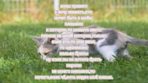 ВАЖНАЯ ИНФА! опис.