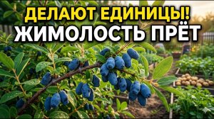 ЖИМОЛОСТЬ ПРЁТ КАК С УМА! 3 СЕКРЕТА ГИГАНТСКОГО УРОЖАЯ