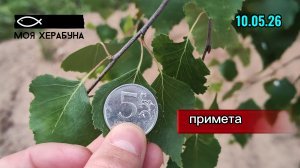 Херабуна. Карасёвая примета.