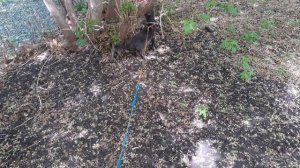 Интересно котику на улице гулять.