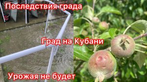Купили дом. Град на Кубани. Всё в саду побил. Урожай пропал. Жизнь на юге.