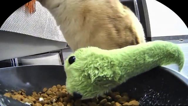 Сиамский кот делиться своей едой с игрушкой