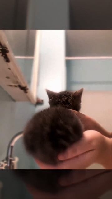 котики