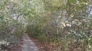 Сукко, кипарисовое озеро, река сукко, лес в сукко, Анапа