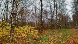 Музыка для Сна. Успокаивающая музыка для сна. Усыпляющая музыка для сна. Релакс музыка для сна