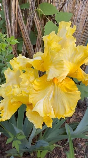 Солнечное утро🌼✨🌼✨🌼