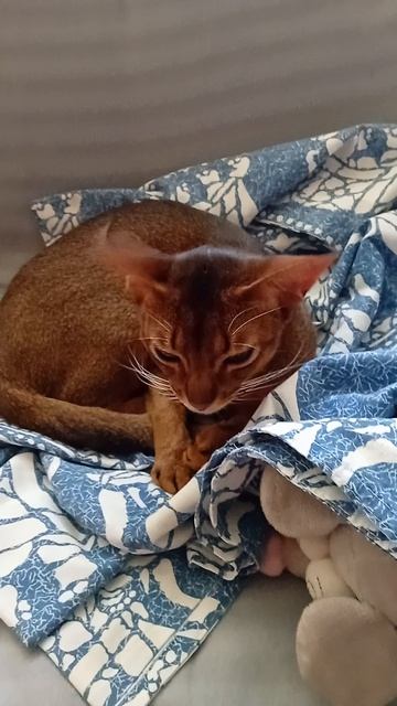 Котик спит, 23 мая 2026.